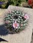 Preview: Mammillaria hertrichiana
